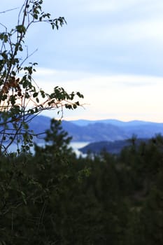 shallow depth of foeld of a bush branch