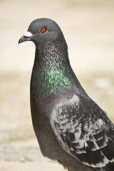 Close view of a city pigeon looking at the camera.