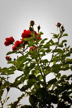 red roses in bright sky