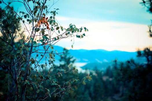 shallow depth of foeld of a bush branch