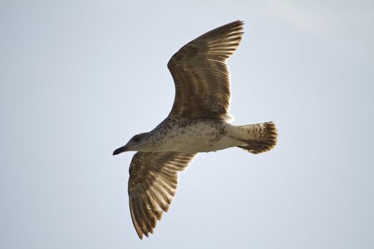 View of a juvenile seagull in plain flight next to the docks.