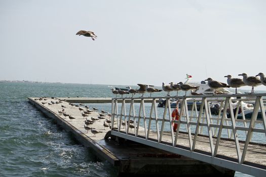 View of a group of seagulls standing along a pier.