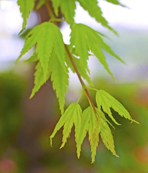 Closeup of branch of acer with green leaves