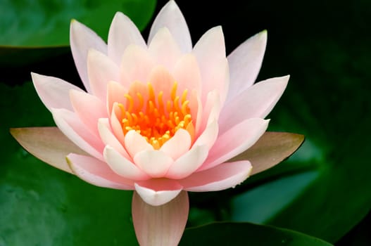 The close up (detail) of pink water lily