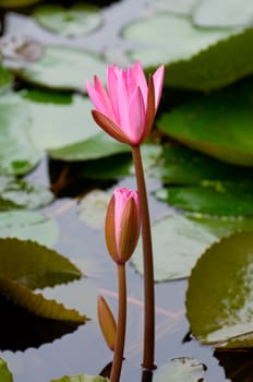 The pink water lily and bud leaning together