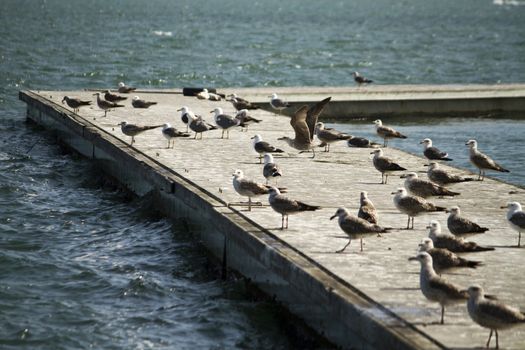 View of a group of seagulls standing along a pier.