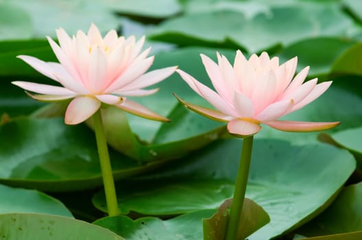 The close up (detail) of two pink water lily side by side