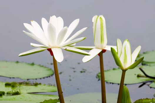 The blooming (detail) of white water lilies over water