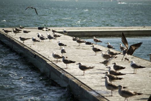 View of a group of seagulls standing along a pier.