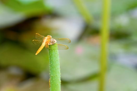 The close up of dragon fly staying on top of lotus stalk