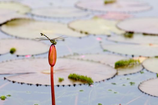 The close up of dragon fly staying on top of lotus bud