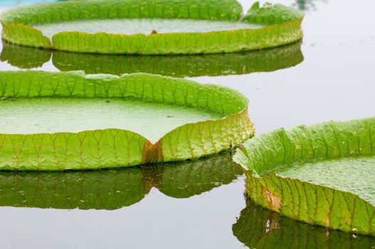 The details of huge lotus leafs over water