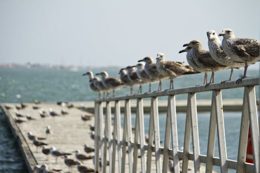 View of a group of seagulls standing along a pier.