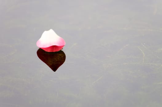 Close up of pink lotus petal floating over water 