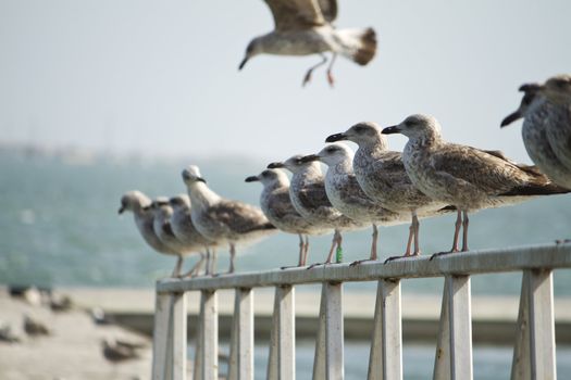 View of a group of seagulls standing along a pier.