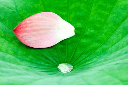 Close up of pink lotus petal over green leaf