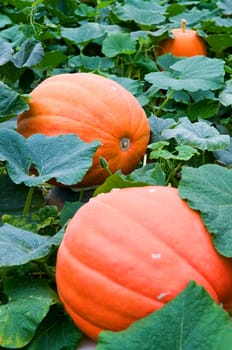 The pumpkins in the field