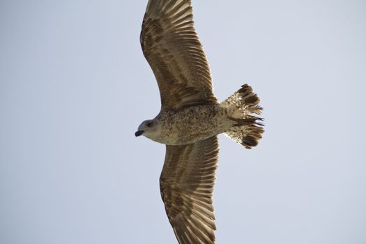 View of a juvenile seagull in plain flight next to the docks.