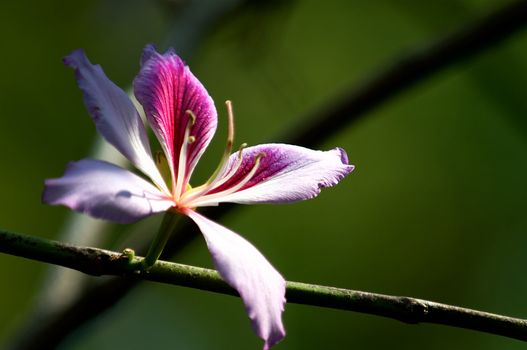 The bauhinia blakeana flower, purple orchid