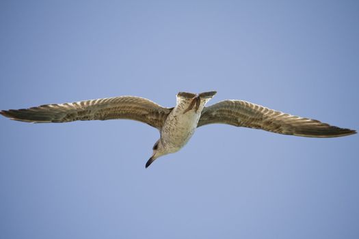 View of a juvenile seagull in plain flight next to the docks.