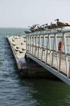 View of a group of seagulls standing along a pier.