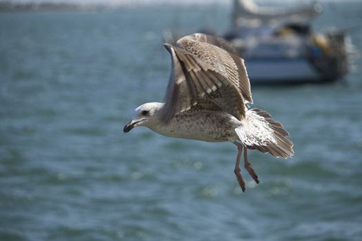 View of a juvenile seagull in plain flight next to the docks.