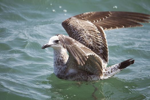 Close view of a juvenile seagull swimming on the water.