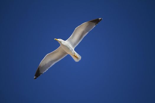 View of a beautiful seagull in plain flight over a blue sky.