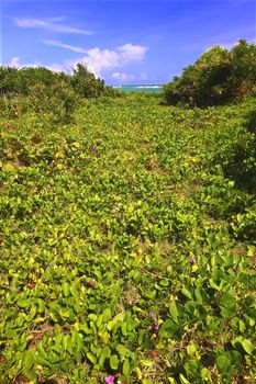 Tropical vegetation grows along the coast at Anse de Sables Beach in Saint Lucia.