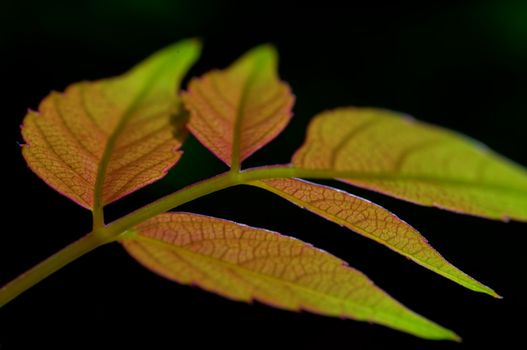 The leafs of climbing plant on black background