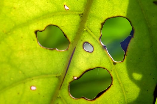 Close up of leaf and holes