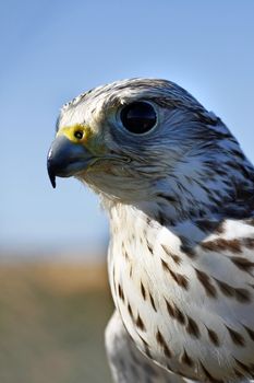 Close up view of a falcon's head.