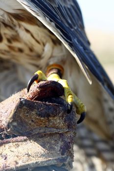 View of a falconer's glove with a falcon on top of it.