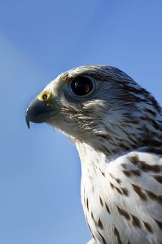 View of the head of falcon, bird of prey.