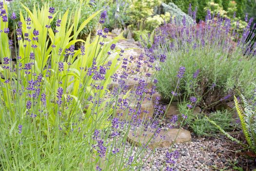 Garden Path with English Lavender Flowers and Plants