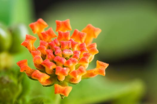 A closeup shoot of lantana camara flower