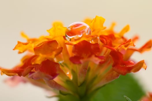 A closeup shoot of lantana camara flower with water drop