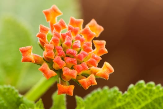 A closeup shoot of lantana camara flower