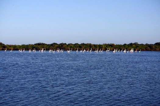 View of a large group of pink flamingos on the natural park of "Ria Formosa" located on Portugal.