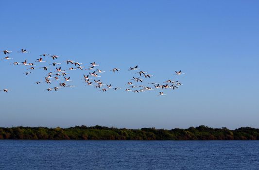 View of a large group of pink flamingos on the natural park of "Ria Formosa" located on Portugal.