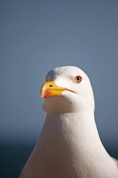 Close up view of a seagull's head staring at the camera.
