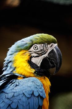 Closeup view of the head of a blue and yellow macaw.