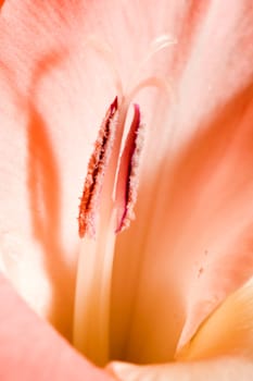 The details (close up shot) of gladiolus flower