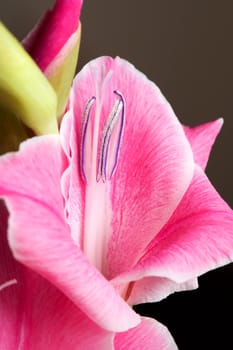 The details (close up shot) of gladiolus flower