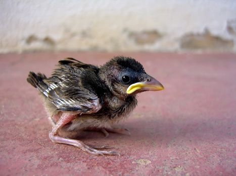 Young sparrow chick on a red ground.
