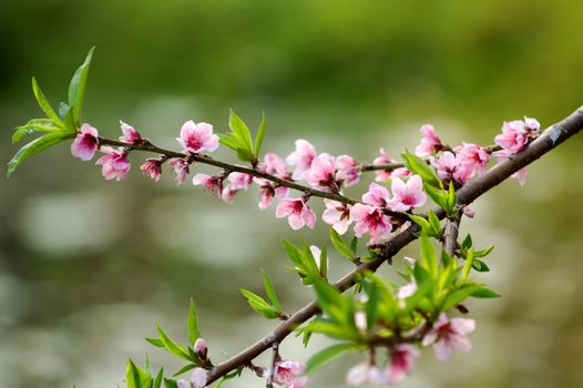 A wild (pink) cherry tree in blossom