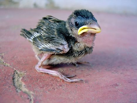 Yound sparrow chick fallen of nest on a red ground.