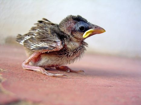 Side profile of a young sparrow chick on a red ground.