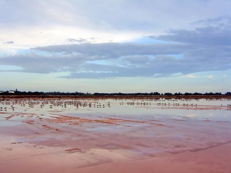 Pink saline full of seagulls at dusk and low tide.