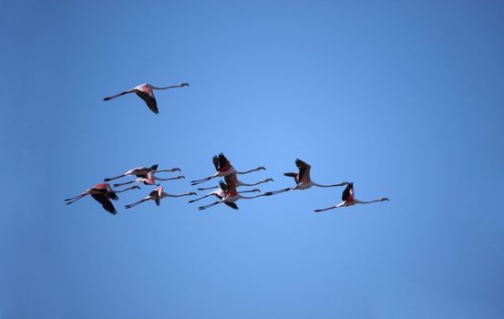 Bunch of flamingos flying over a blue sky